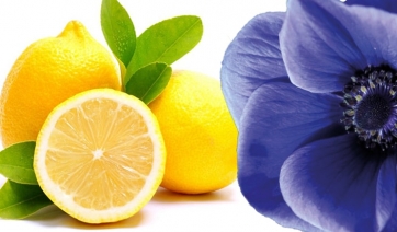 Fiori + blu, agrumi + aspri: sono responsabili gli stessi geni