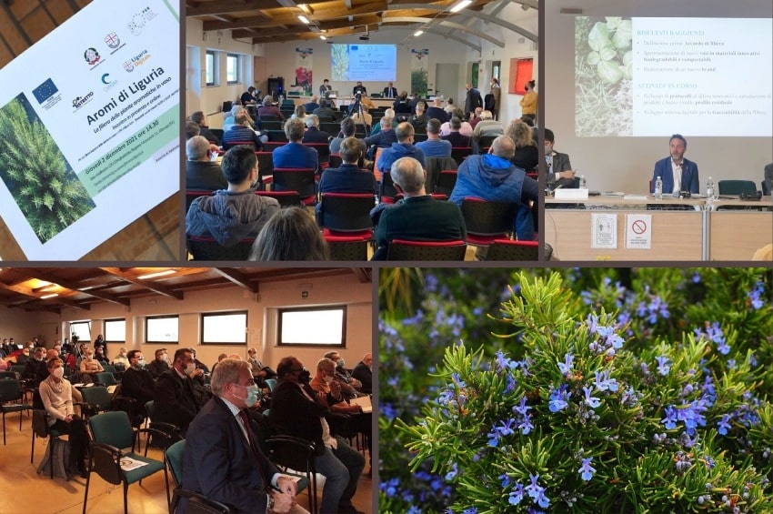 Rosmarino, c’è un prezzo di vendita di riferimento per i produttori liguri