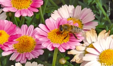 Nasce la &ldquo;Carta di San Michele all&rsquo;Adige&rdquo; per tutelare le api da miele