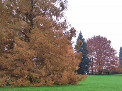 Tutela alberi monumentali, finalmente è legge dello Stato