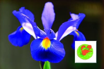 CANCRO (22 Giugno - 22 Luglio) - Lo zodiaco dei fiori da bulbo