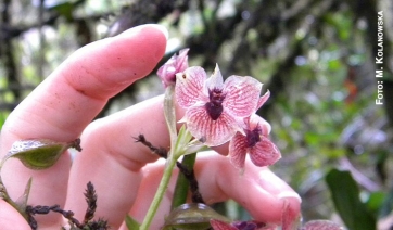 Scoperta una rarissima e &ldquo;diabolica&rdquo; orchidea