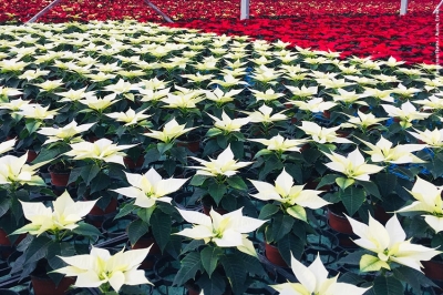 Poinsettia, confronto varietale: online i risultati 2019 del Po di Tramontana