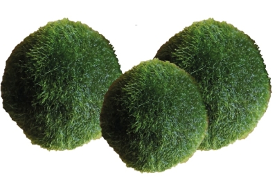 MARIMO, una specie da proteggere