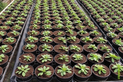 AIPSA: il punto sul mercato dei substrati e le raccomandazioni agli utilizzatori