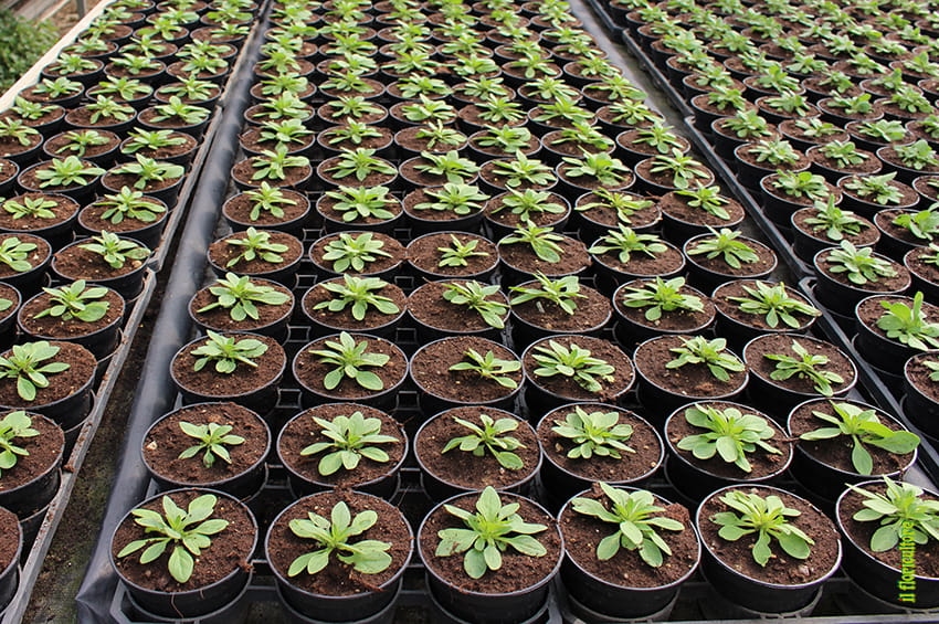 AIPSA: il punto sul mercato dei substrati e le raccomandazioni agli utilizzatori