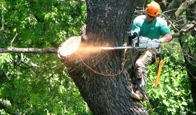 Riuso degli alberi abbattuti: l’esempio di Myplant da Torino a Milano