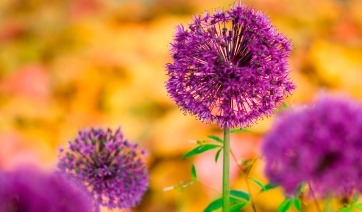 &Egrave; l&rsquo;aglio ornamentale il Bulbo dell'Anno 2016