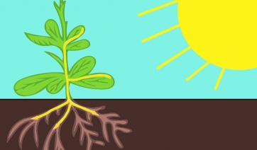Luce: le radici delle piante la "avvertono" anche al buio