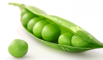 Cervello di pisello!