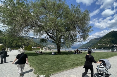 PNRR, 330 mln di Euro per piantare 6,6 mln di alberi entro il 2024. Ce la faremo?