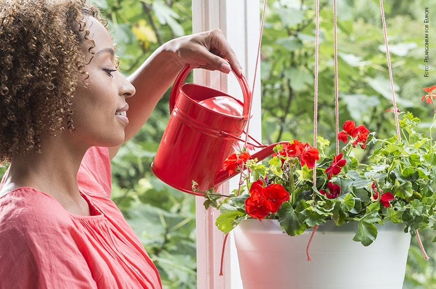 Meno acqua potabile, più acqua piovana: l'iniziativa della Royal Horticultural Society per giardini e terrazzi sostenibili