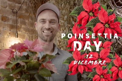 12 Dicembre: due video-tutorial di addobbi floreali per celebrare il Poinsettia Day o Giornata delle Stelle di Natale