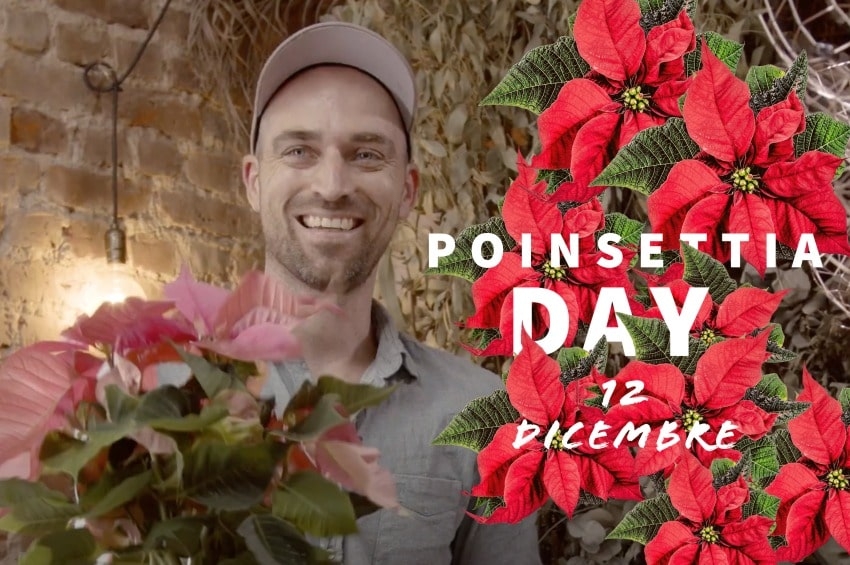 12 Dicembre: due video-tutorial di addobbi floreali per celebrare il Poinsettia Day o Giornata delle Stelle di Natale