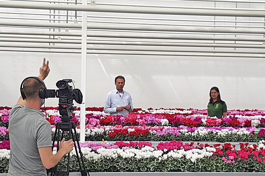 FlowerTrials 2021: in un video il prodotto di punta e i plus di Schoneveld Breeding