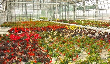 BEGONIA e DIPLADENIA, visita alle prove varietali del Centro “Po di Tramontana”