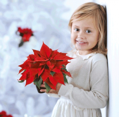 Natale 2012: 14 milioni di &ldquo;Stelle&rdquo; nelle case degli italiani