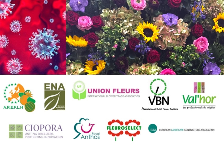Coronavirus, l'Europa dei fiori si unisce in un appello all'UE: «Aiutateci ora, prima che sia troppo tardi»