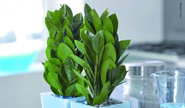 ZAMIOCULCAS chic &amp; senza pensieri. Istruzioni per l'uso