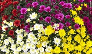 Ognissanti, crisantemi: aperture straordinarie al Mercato dei Fiori di Sanremo