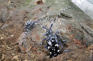 Scheda TARLO ASIATICO